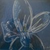 Orchidée bleue
